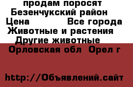 продам поросят .Безенчукский район  › Цена ­ 2 500 - Все города Животные и растения » Другие животные   . Орловская обл.,Орел г.